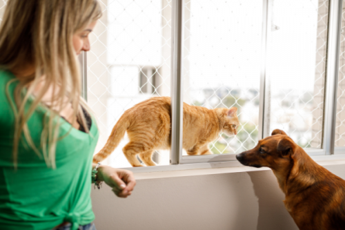 Evcil Hayvan Koruma Filesi