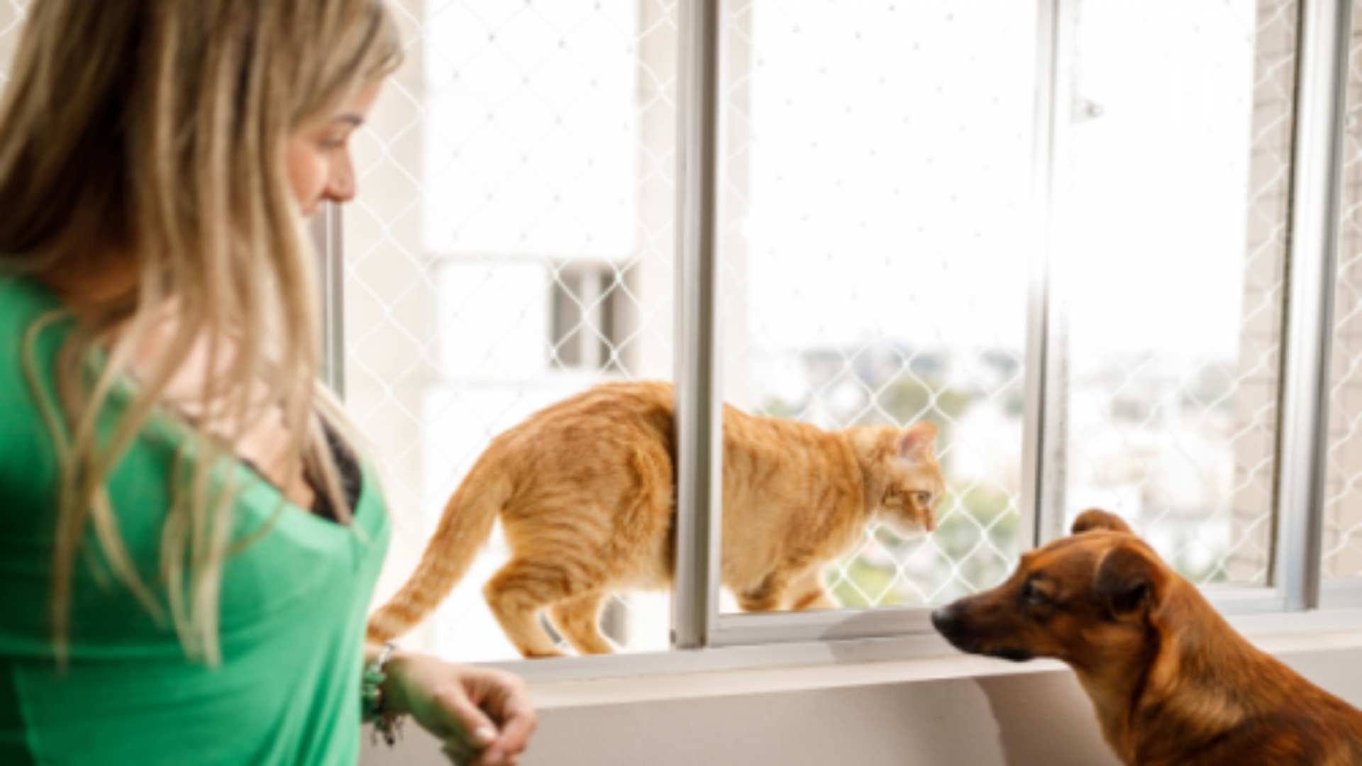 Evcil Hayvanlarınız İçin Maksimum Güvenlik